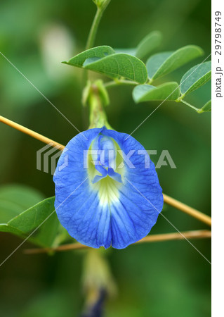 Purple flowers of Butterfly Pea. 29798749
