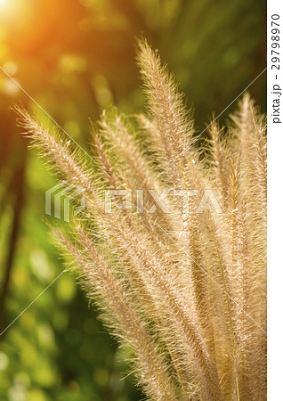 Flower grass impact sunlight. 29798970