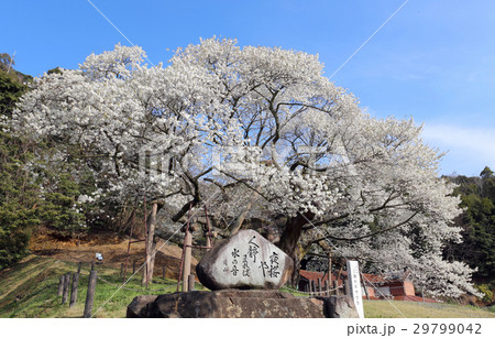 三隅大平桜 29799042