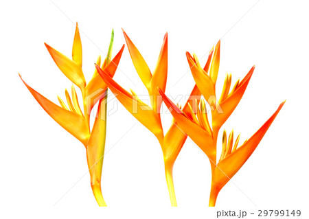 Beautiful Heliconia flower blooming Beautiful Heliconia flower blooming 29799149