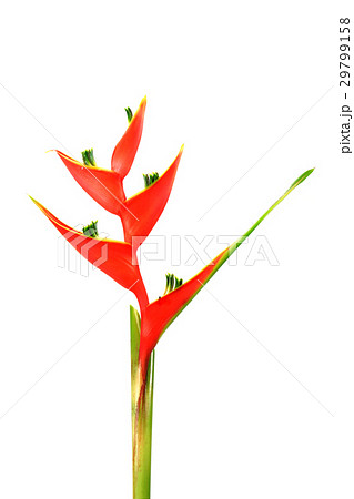 Beautiful Heliconia flower blooming Beautiful Heliconia flower blooming 29799158