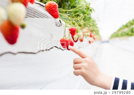 いちご狩り 29799280
