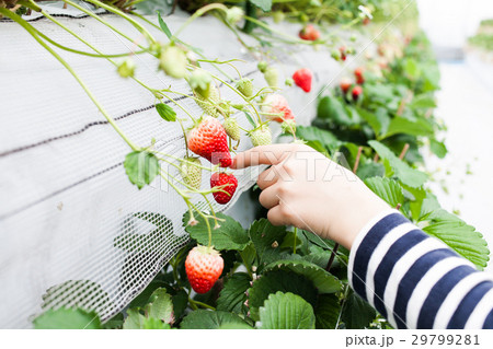 いちご狩り 29799281