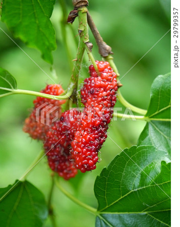 Berry fruit in nature, mulberry twig 29799357