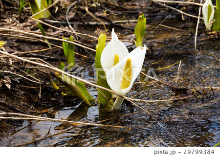 ミズバショウ ミズバショウ 29799384