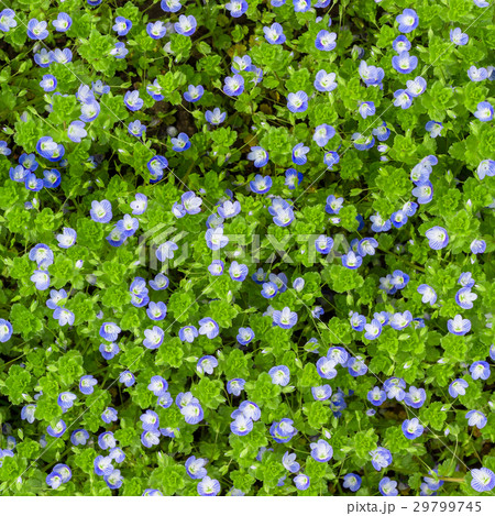 Veronica flowers pattern 29799745