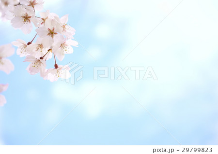 暖かな春の日・輝く垂れ桜（左上） 29799823