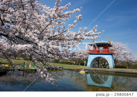 加賀市中央公園の桜 加賀市中央公園の桜 29800847