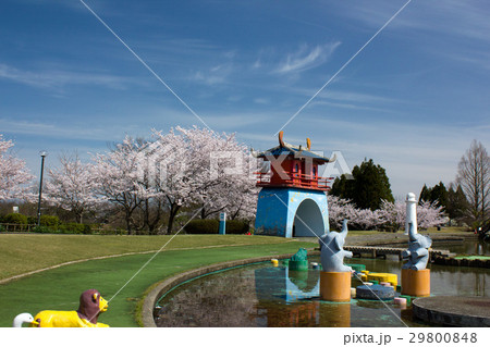 加賀市中央公園の桜 29800848