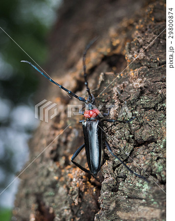 クビアカツヤカミキリ（クロジャコウカミキリ） 29800874