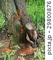 クビアカツヤカミキリの被害木 29800876