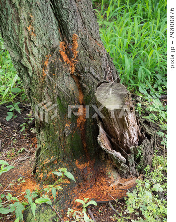 クビアカツヤカミキリの被害木 29800876