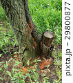 クビアカツヤカミキリの被害木 29800877