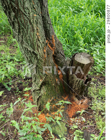 クビアカツヤカミキリの被害木 29800877