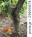 クビアカツヤカミキリの被害木 29800878