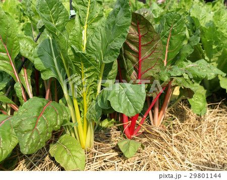 Swiss chard Swiss chard 29801144