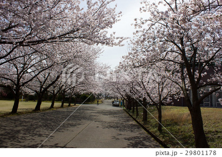 加賀市中央公園の桜 29801178