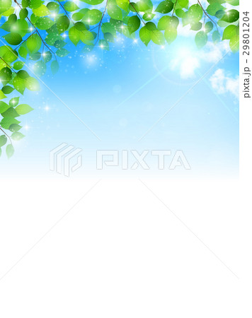 新緑 葉 春 背景 新緑 葉 春 背景 29801204