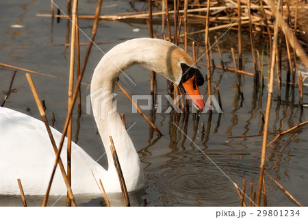 White Swan in the Reeds 29801234