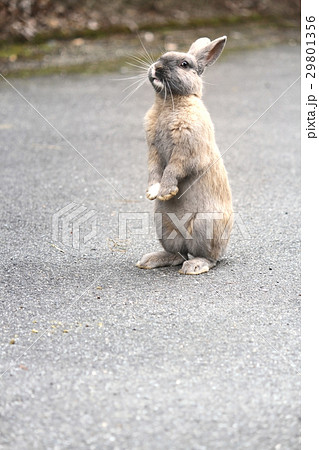 うさぎ島 29801356