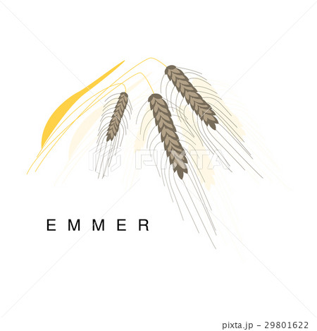 Emmer Ear, Infographic Illustration With Realistic 29801622