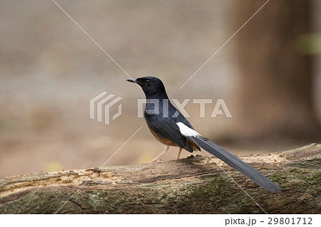 White-rumped Shama, View Beautiful White-rumped Shama, View Beautiful 29801712
