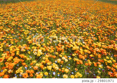 オレンジの花畑 オレンジの花畑 29801971
