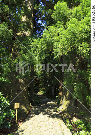 和歌山県・熊野古道・中辺路 大門坂の夫婦杉 和歌山県・熊野古道・中辺路 大門坂の夫婦杉 29802066