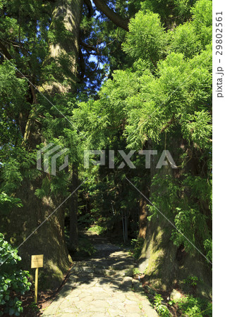 和歌山県・熊野古道・中辺路 大門坂の夫婦杉 29802561