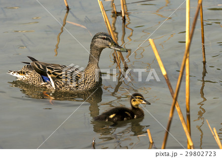 Female Mallard Duck with Duckling 29802723
