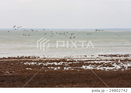 Landscape with shore of salt lake 29802742