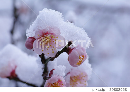 雪の積もった梅の花 29802968