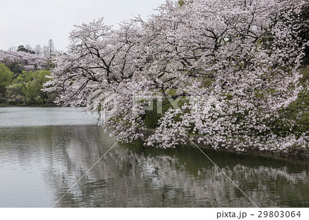 三ツ池公園のソメイヨシノ 三ツ池公園のソメイヨシノ 29803064