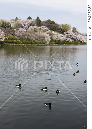 三ツ池公園のソメイヨシノとスズガモ 三ツ池公園のソメイヨシノとスズガモ 29803280
