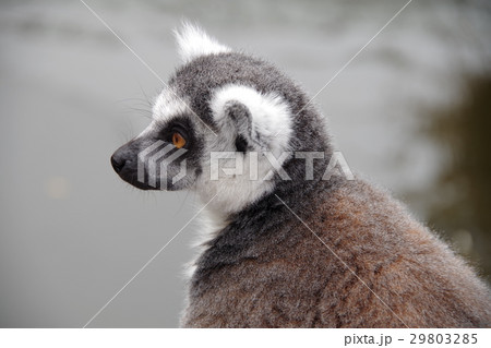 ワオキツネザル ワオキツネザル 29803285