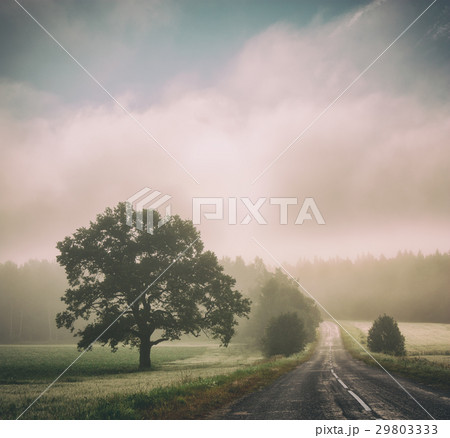 Autumn Landscape. Road in Fog. Trees Silhouettes. Autumn Landscape. Road in Fog. Trees Silhouettes. 29803333
