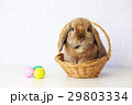 Easter Bunny in Basket and Easter Eggs. Lop Rabbit 29803334