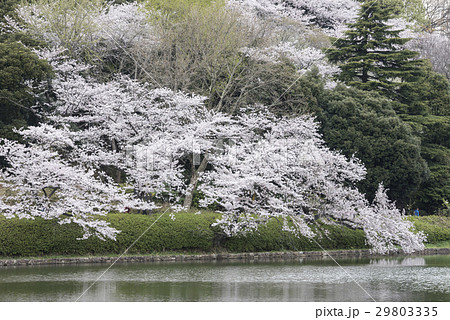 三ツ池公園のソメイヨシノ 29803335