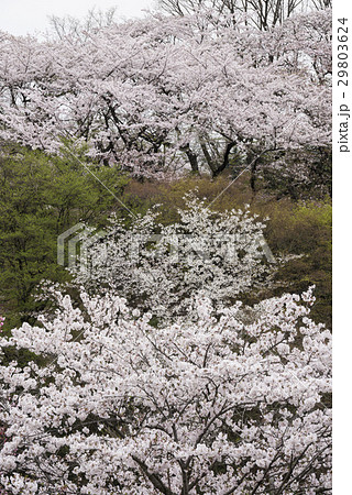 三ツ池公園の咲き乱れる桜 29803624