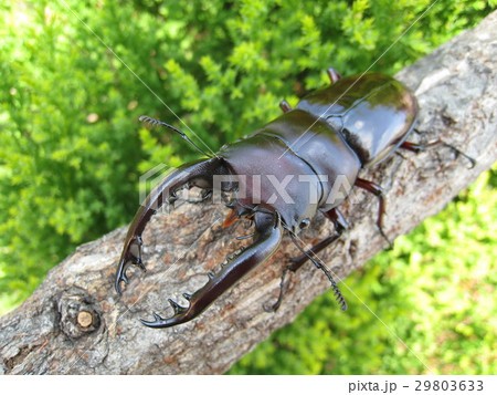 フォルスターフタマタクワガタ フォルスターフタマタクワガタ 29803633