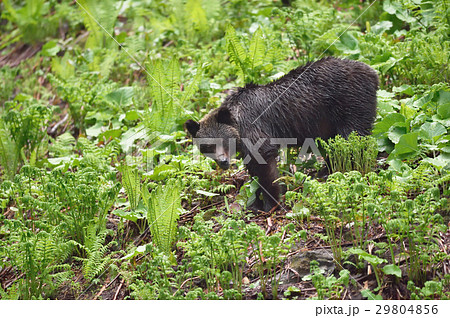 知床の森を歩くヒグマ 知床の森を歩くヒグマ 29804856