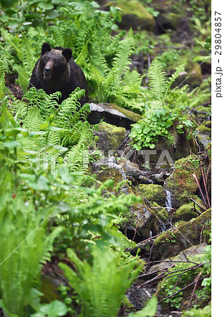 知床の沢に現れたヒグマ 知床の沢に現れたヒグマ 29804857