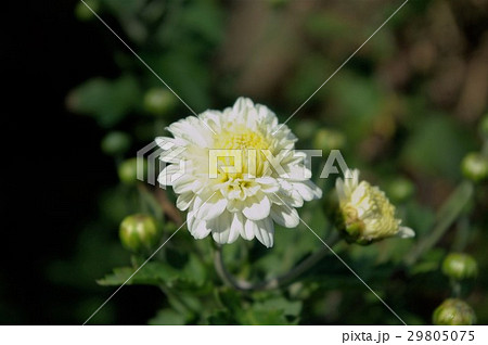 不知火菊 不知火菊 29805075