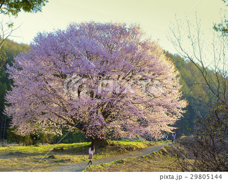 夕暮れの大山桜 29805144