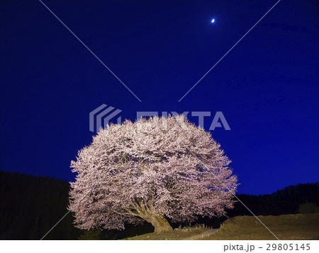 夜の天王桜と三日月 29805145