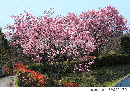 長門市　みすゞ公園　陽光桜 29805176