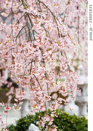 枝垂桜 29805835