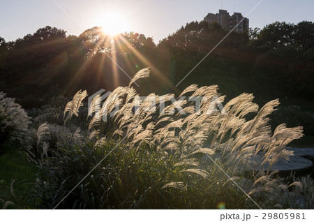 秋の長池公園　長池見附橋のススキ 29805981