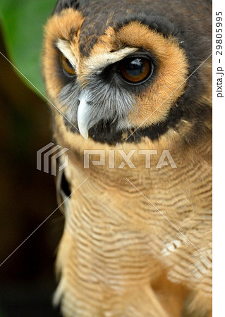 オオフクロウ  29805995