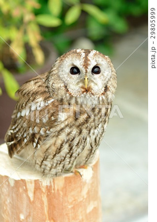 モリフクロウ 29805999